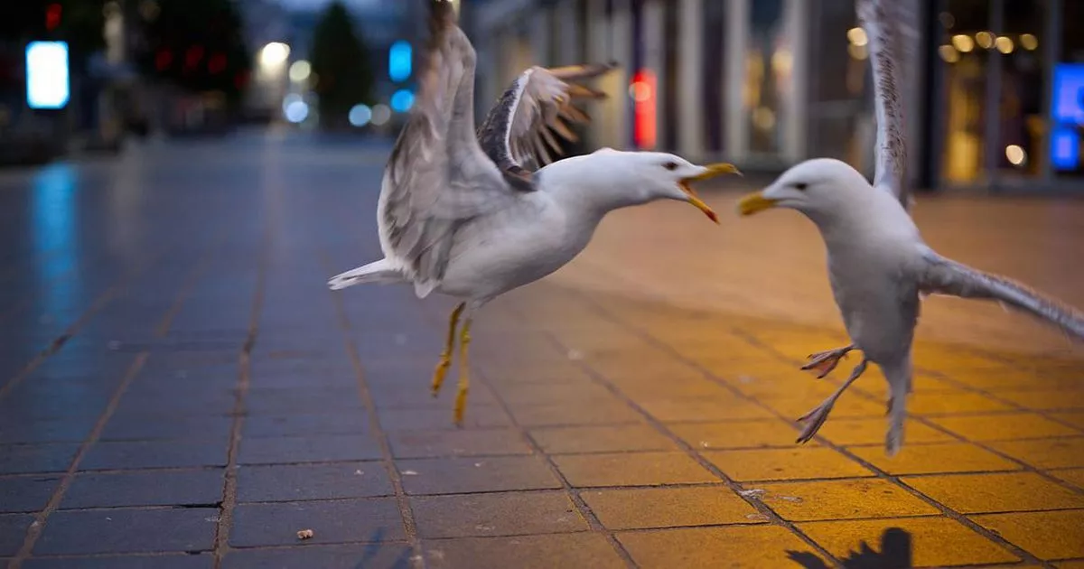 Don't mess with a Scouse seagull