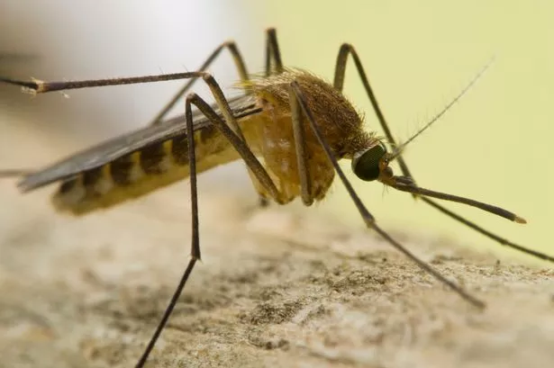 One in 150 people infected with the West Nile virus develops the severe neurological disease