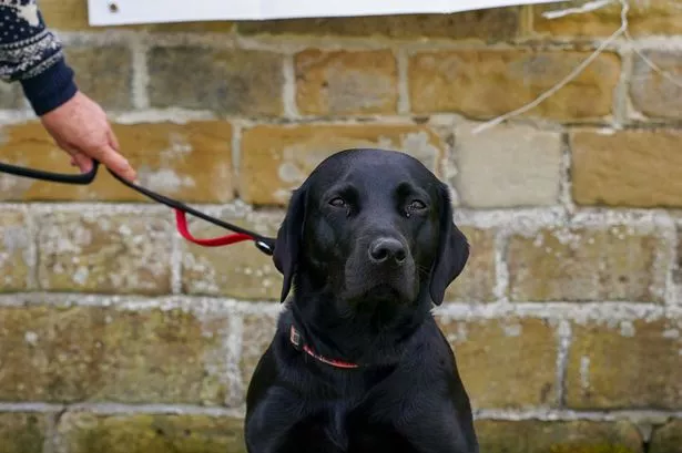 Animals love a good polling station