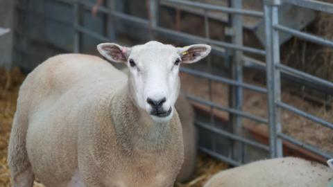 A sheep in a pen with metal barriers looking towards the camera