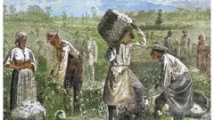 plantação de algodão com trabalhadores escravizados