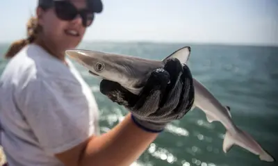 Mulher segura tubarão pequeno