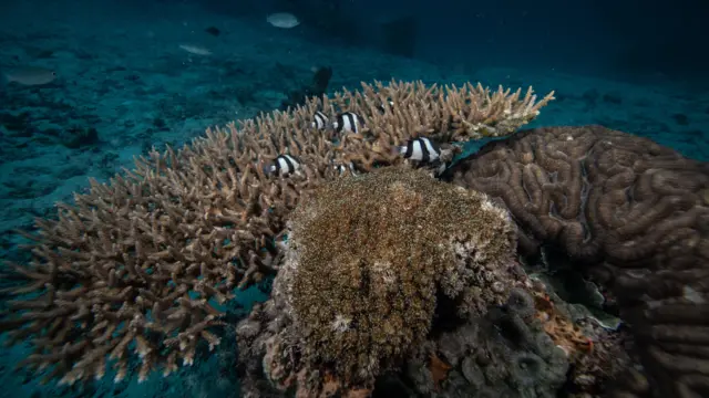 Imagem de corais no fundo do mar