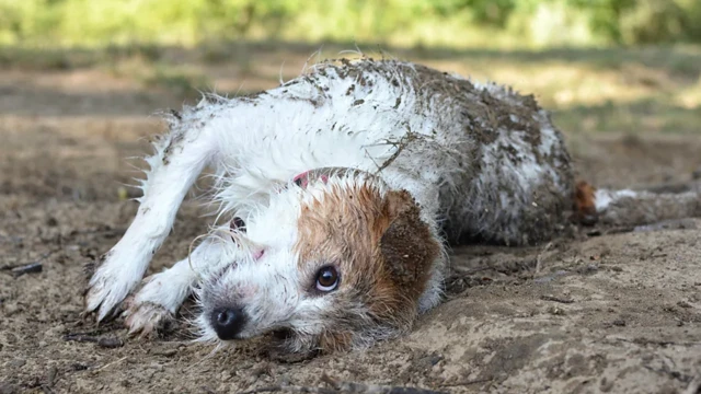 Cachorro deitado em cima de lama e cocô