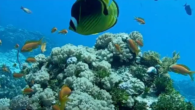 Peixes amarelos nadam no fundo do mar ao redor de um grande coral 