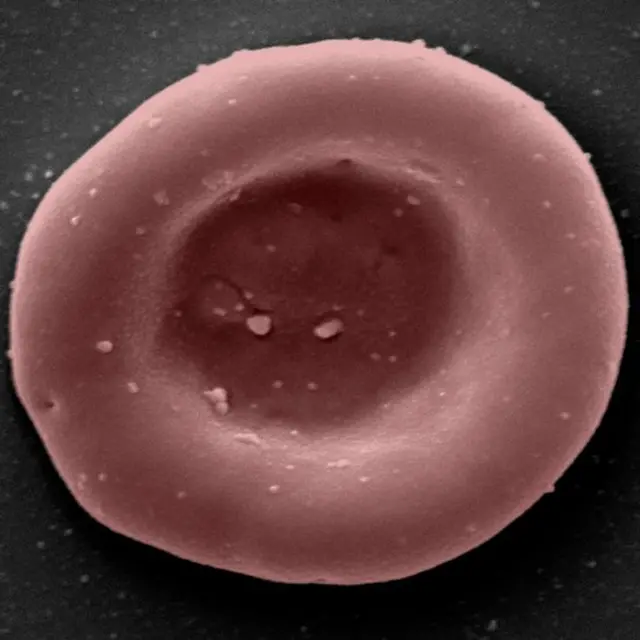 Um glóbulo vermelho cultivado em laboratório