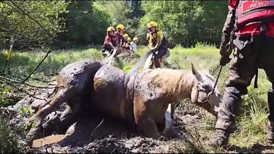 Horse being rescued from mud