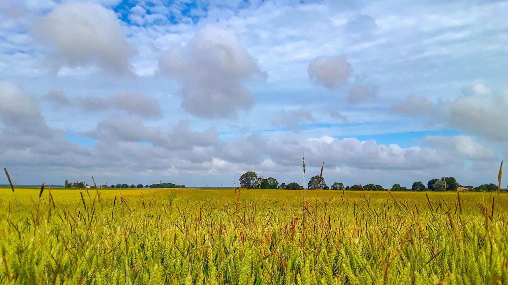 Blue skies and white clouds above yellow wheat