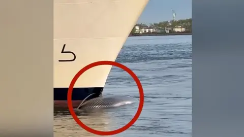 Whale on ships bow