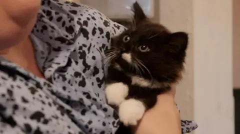 a stray kitten who has been adopted meets its new owner