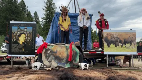 Buffalo Field Campaign An altar was erected for the event to honour the white calf