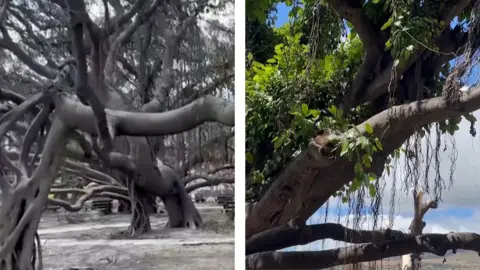 On the left, we see a tree with no leaves. On the right, we see a tree with numerous leaves.