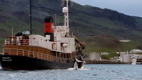 Hvalur's ship brings two fin whales to a port in Iceland. File photo