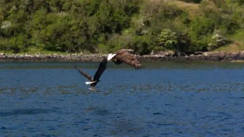 White-tailed sea eagles