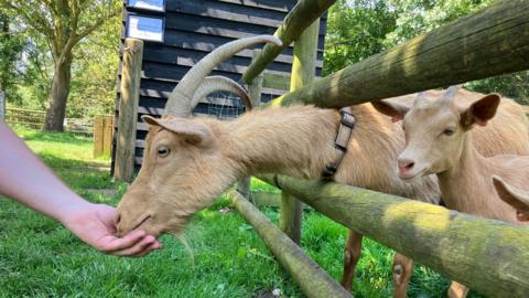 A goat being fed at Baylham House Farm 