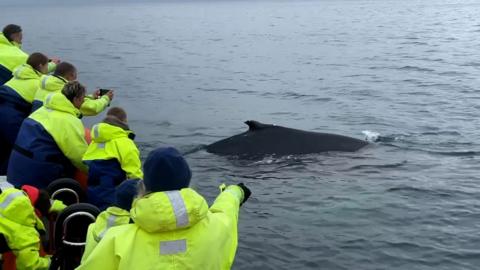 Humpback whale in Summer Isles