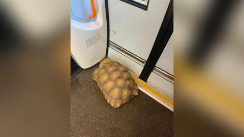 Tortoise on a train