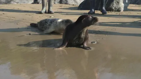 Seals