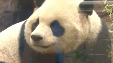 A panda is seen on screen