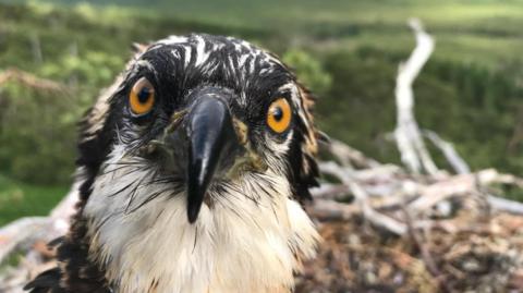 One of the chicks in the nest