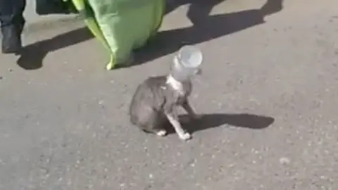 Cat with jar on head 