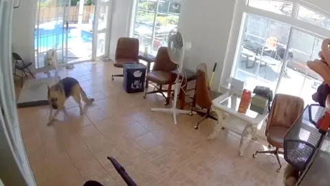 Dogs on CCTV