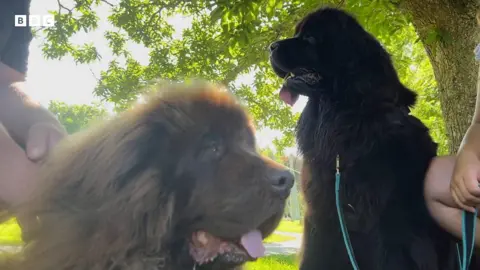 The Newfoundlands