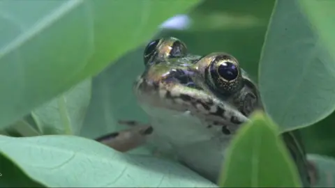 A gold and green leopard frog peers out of some leaves