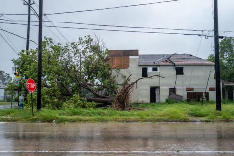 A tree in the Houston area was uprooted from the ground by Hurricane Beryl's fierce winds