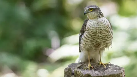 Ian Niven Sparrowhawk