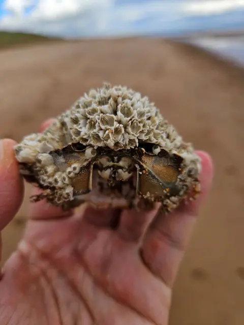 Robert Ferrari Balmedie Beach crab