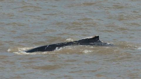 A humpback whale's fin and body submerged in water