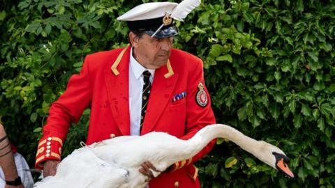 The King's Swan Marker, David Barber captures a bird before measuring it during the ancient tradition of Swan Upping