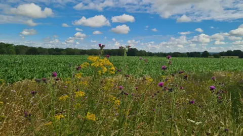 Rebekah TUESDAY - A field of purple and yellow flowers in Appleton, Oxfordshire, with blue skies overhead