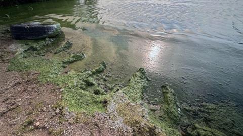 Blue-green alage on the shores of Lough Neagh