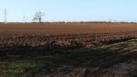 Fields with two electricity pylons and a big tree in the far distance