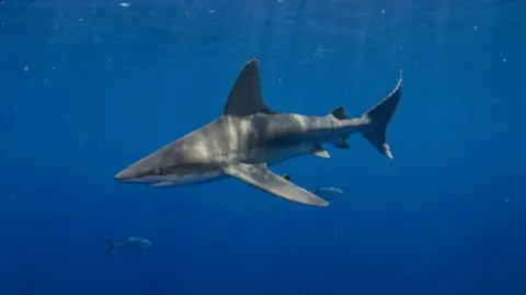 Shark swimming off coast of Florida