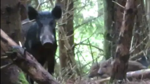 Feral pig near Loch Ness