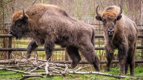 Nathan Harding-Lee Two new bison bulls at Wildwood near Canterbury