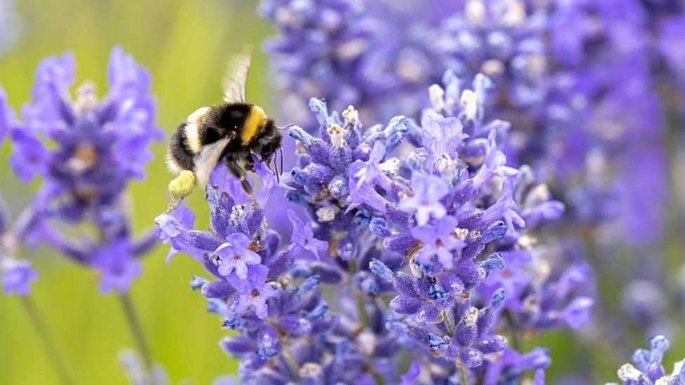 Bee with flowers