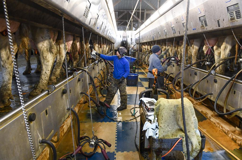 Farmworkers milk dairy cows at the Welcome Stock Farms