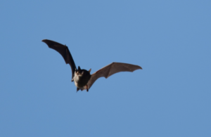 Bat in flight