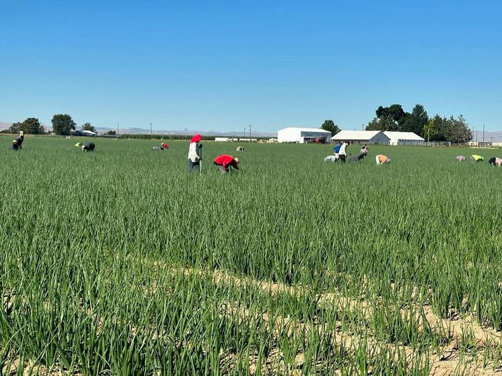 Farmworkers work in an onion field in the Treasure Valley