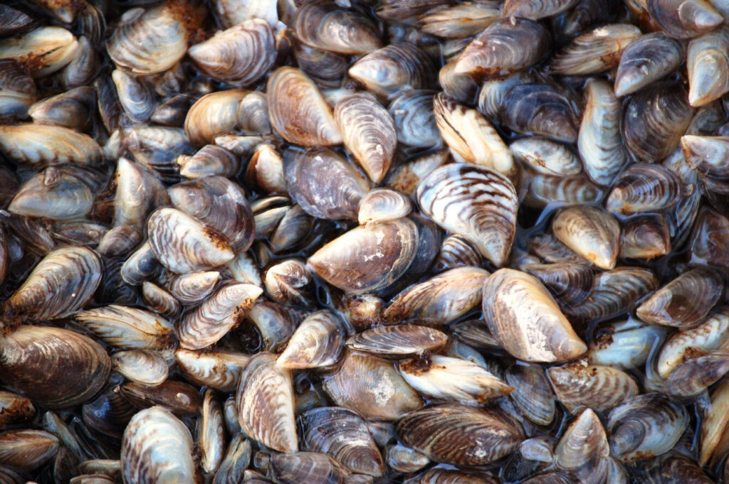 Quagga mussels found in Lake Mead, Nevada