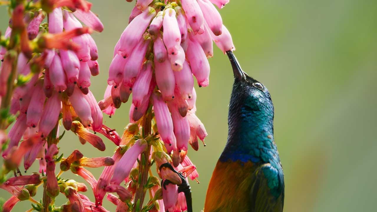 Picture shows Sunbirds, Cinnyris chalybeus, feeding on the nectar of many of the fynbos flowers.