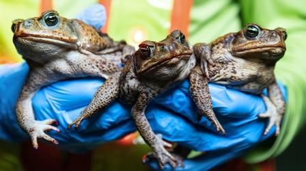 Video thumbnail: Fascinating Fails Invasion of the Toxic Toads: Nature's Most Successful Failure