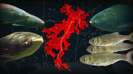 Video thumbnail: Human Footprint We Brought This Fish To America. Now We Can't Get Rid Of It