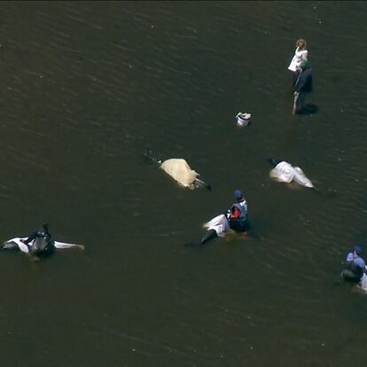 Operativo de rescate de delfines en Wellfleet, Massachusetts el 28 de junio 2024.