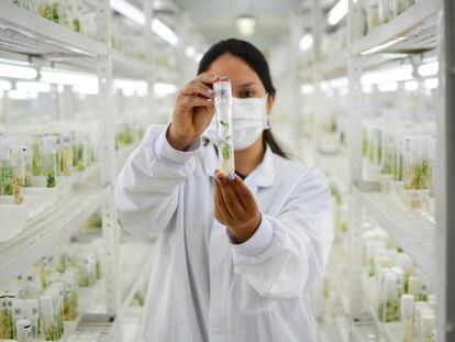 Una joven investigadora muestra semillas de cassava en el banco de semillas de Palmira (Colombia).