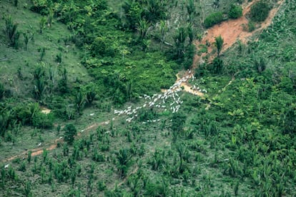 Grande quantidade de gado é flagrada durante sobrevoo na Terra Indígena Piripkura, em outubro de 2021.